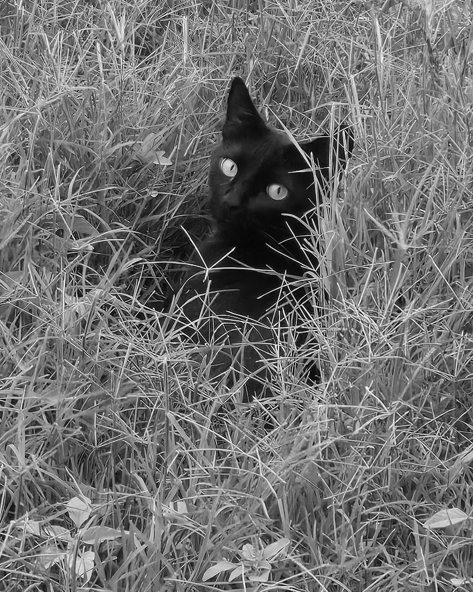 Jiji Miko Mendoza, a black cat, watching from tall grass